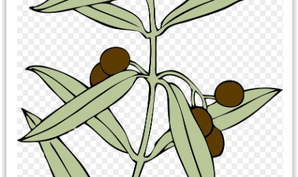 Fête des Rameaux au Salin